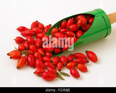 Cane rosa canina. Rosa canina. Foto Stock