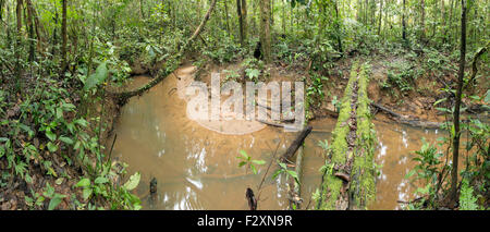 Ponte su un avvolgimento di flusso della foresta pluviale in Amazzonia ecuadoriana Foto Stock