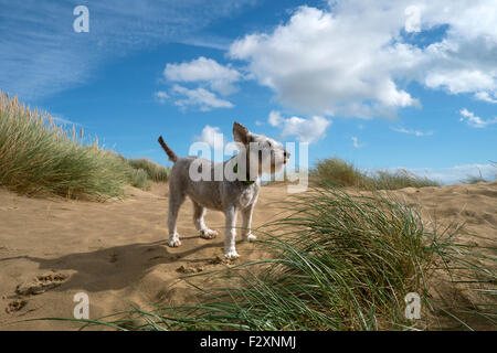 Miniatura schnauzer cane sulle dune a Camber Sands, segala, East Sussex, Regno Unito Foto Stock