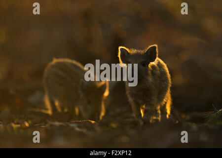 I suinetti di cinghiale / Wild hog / di suini selvatici / Wildschwein ( Sus scrofa ) alla ricerca di cibo in controluce. Foto Stock