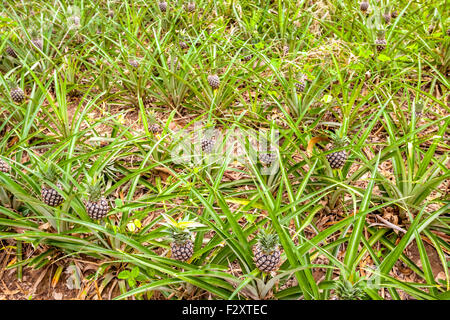 In Thailandia ci sono diversi campi di ananas Foto Stock