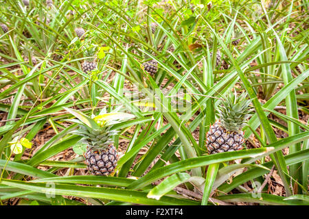 In Thailandia ci sono diversi campi di ananas Foto Stock