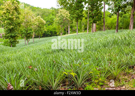 In Thailandia ci sono diversi campi di ananas Foto Stock