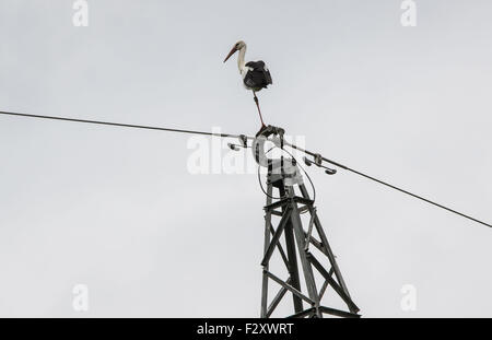 Buedingen, Germania. Xxv Sep, 2015. Una cicogna sorge su una gamba sulla sommità di un palo di potenza nei pressi di Buedingen, Germania, 25 settembre 2015. Foto: Frank Rumpenhorst/dpa/Alamy Live News Foto Stock