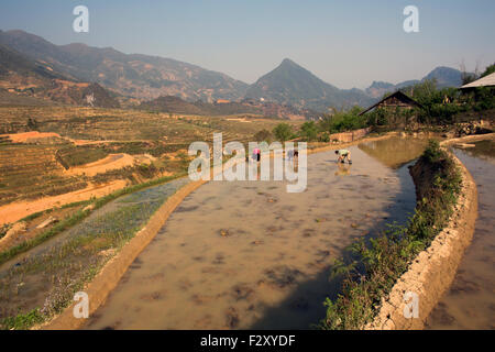 La coltivazione del riso in Sapa, nel Vietnam del Nord Foto Stock