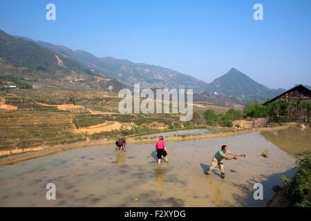 La coltivazione del riso in Sapa, nel Vietnam del Nord Foto Stock