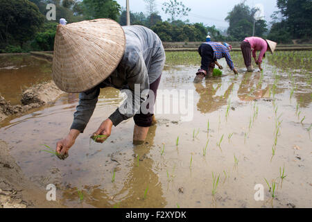 La coltivazione del riso in Sapa, nel Vietnam del Nord Foto Stock