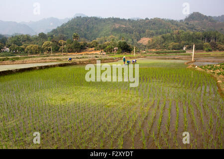 La coltivazione del riso in Sapa, nel Vietnam del Nord Foto Stock