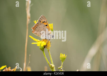 Il lato inferiore della piccola di rame (farfalla Lycaena phlaeas) Foto Stock