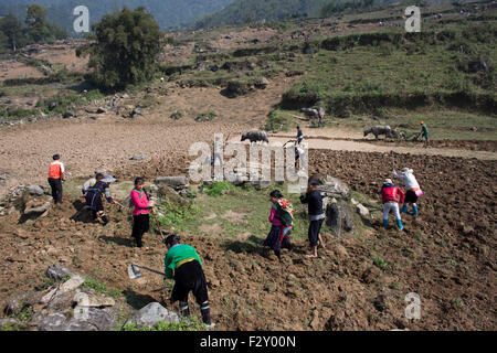 Una famiglia è di coltivare la terra nel Nord Vietnam Foto Stock