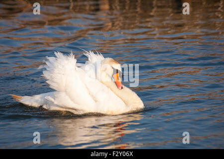 Cigno, Cygnus olor, scivolando lungo graziosamente in serata sun a Poole parco lago in luglio Foto Stock