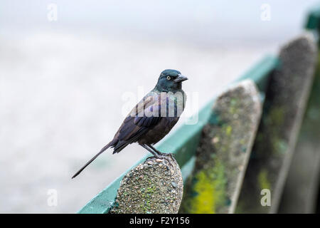 Grackle comune (Quiscalus quiscula) arroccato su una panchina nel parco a Boston Common Foto Stock