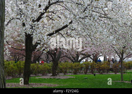 Gli alberi di ciliegio e fiorisce a Brooklyn Botanic Garden Foto Stock