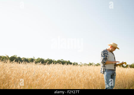Uomo che indossa una camicia a scacchi e un cappello in piedi in un cornfield, un agricoltore utilizzando una tavoletta digitale. Foto Stock