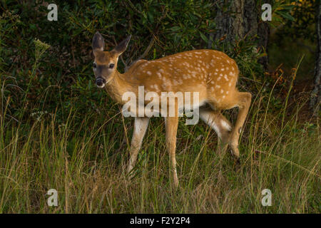 Sikka Doe su Assateague Island Foto Stock