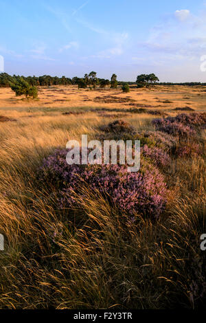 Fioritura viola heather nel paesaggio con campi dorati di erba e alberi lontani, Hoge Veluwe National Park, Paesi Bassi Foto Stock