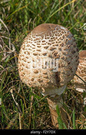 Una specie commestibili, abbastanza comune, questo non completamente aperta Foto Stock