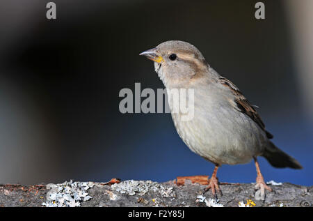 Foto della casa passero in piedi su un ramo di albero Foto Stock