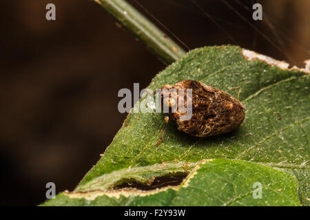 Cicala insetto in appoggio sulla foglia verde Foto Stock