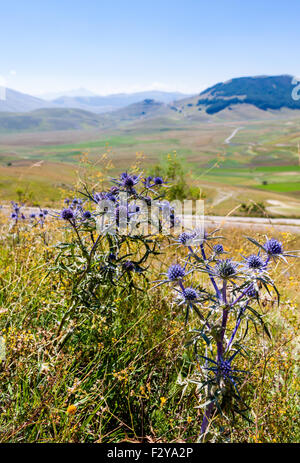 Mare Holly piante a Castelluccio di Norcia Foto Stock