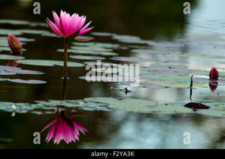 Rosa fiore di loto riflettendo in acqua nella luce del mattino Foto Stock
