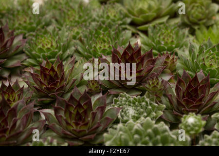 Miniatura Piante succulente close up Foto Stock