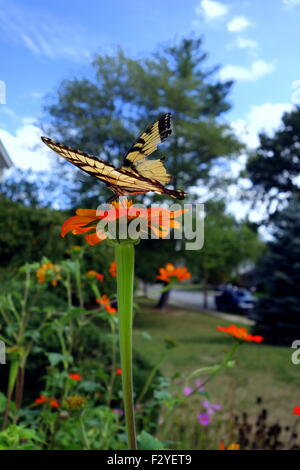 Parafango rotto Tiger farfalla a coda di rondine su Girasole messicano Foto Stock