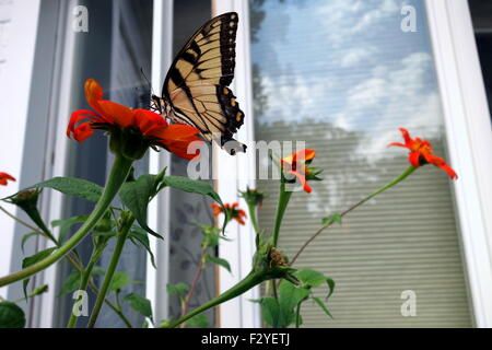 Tiger farfalla a coda di rondine su Girasole messicano nel giardino di casa Foto Stock