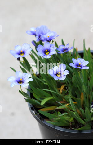 Sisyrinchium bellum o noto anche come erba Blue-Eyed Foto Stock