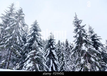 Paesaggio Di Inverno vicino a Vogel ski center in montagna sulle Alpi Giulie, Slovenia Foto Stock