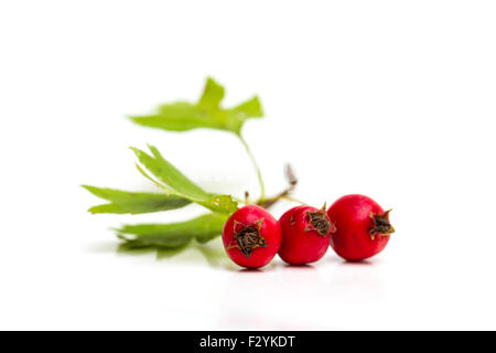 Rametto di biancospino bacche isolati su sfondo bianco Foto Stock