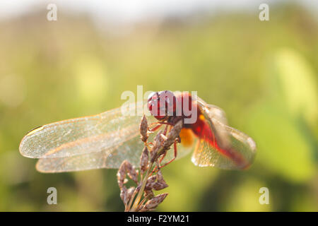 Libellula rossa sulla sfocatura dello sfondo della natura Foto Stock