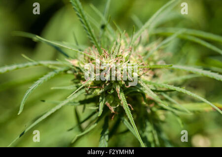 Close-up di piante di marijuana con teste di cristallo Foto Stock