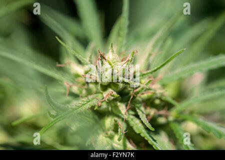 Close-up di piante di marijuana con teste di cristallo Foto Stock