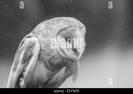 Un vicino la fotografia di un barbagianni preso sotto la pioggia e prodotte in bianco e nero. Foto Stock