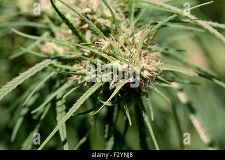 Close-up di piante di marijuana con teste di cristallo Foto Stock