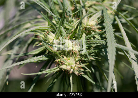 Close-up di piante di marijuana con teste di cristallo Foto Stock