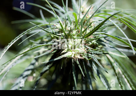 Close-up di piante di marijuana con teste di cristallo Foto Stock