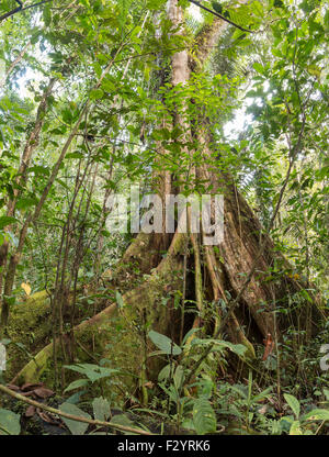 Una grande Ceibo o ebano (Ceiba pentandra) con un esteso sistema di rinforzo per sutura radici nella foresta pluviale tropicale, Ecuador Foto Stock