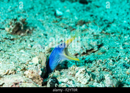 Nastro anguilla, maschio, adulto. a Kashiwajima isola, Otsuki, Kochi, Shikoku in Giappone. Foto Stock