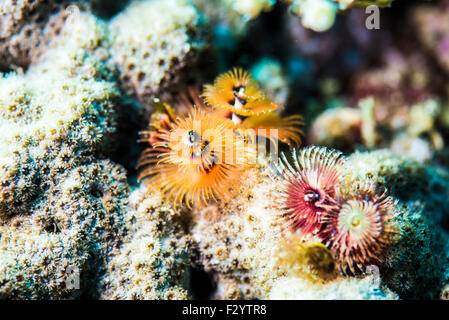 Albero di natale worm. È chiamato dopo l albero di natale-come corone. Nome scientifico è Spirobranchus giganteus. Arancione e rosso. Foto Stock