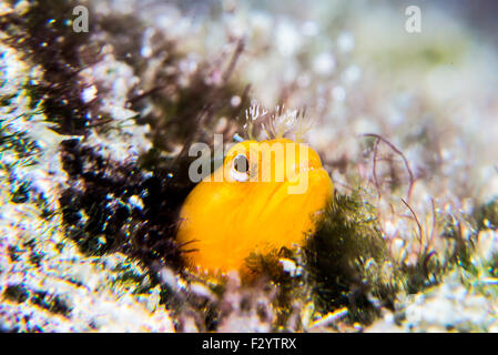 Moss fringehead. Nome scientifico è Neoclinus bryope (Jordan & Snyder, 1902) a Kashiwajima, Kochi, Giappone. Foto Stock