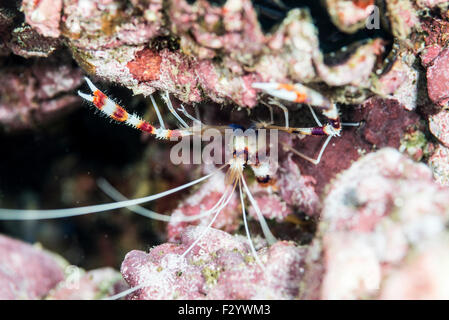 Nastrare il corallo gamberetti Stenopus hispidus (Olivier, 1811) in una lotta contro la posa. a Kashiwajima isola, Otsuki, Kochi, Shikoku Giappone Foto Stock