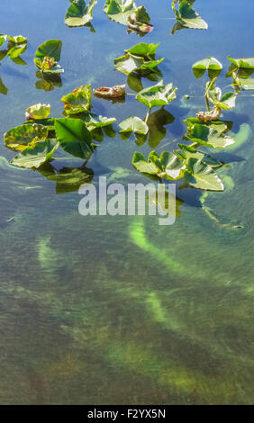 Verde fioritura di alghe nel lago Cassidy nello Stato di Washington, lungo con ninfee. Foto Stock
