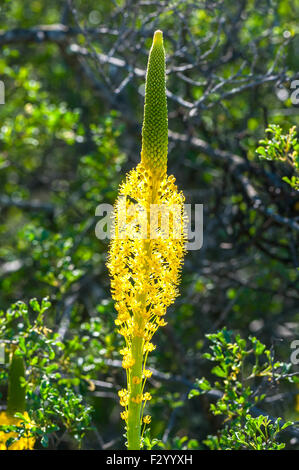 Un retroilluminato Katstert giallo (gatti coda), Bulbinella latifolia, a Katstertvlei a Skilpad nel Namaqua Parco Nazionale del Sud Af Foto Stock