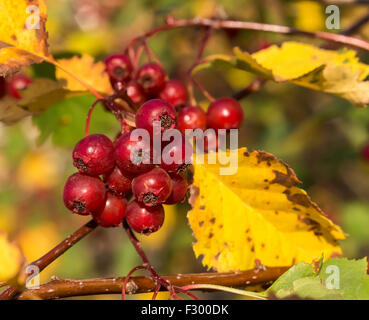 Biancospino bacche Foto Stock