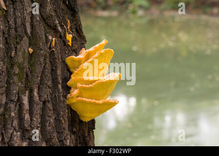 Laetiporus fungo sulfurei, aka pollo del bosco che cresce su un tronco di albero vicino al fiume Dnieper a Kiev, Ucraina Foto Stock