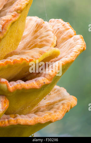 Laetiporus fungo sulfurei, aka pollo del bosco che cresce su un tronco di albero vicino al fiume Dnieper a Kiev, Ucraina Foto Stock