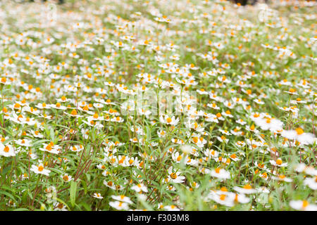 Fiorellino bianco con il giallo il polline in giardino Foto Stock