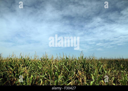 Campo di mais a fine estate sotto il cielo nuvoloso Foto Stock